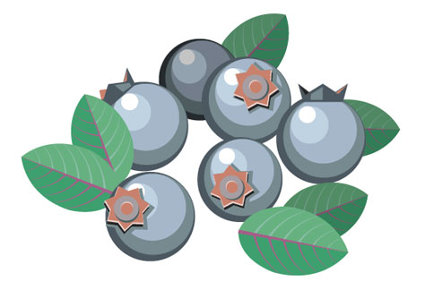 Food Illustration