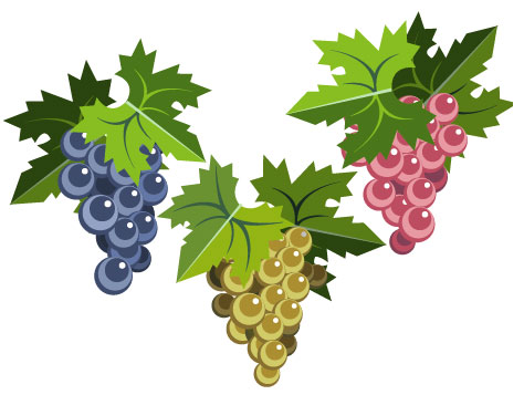 Food Illustration