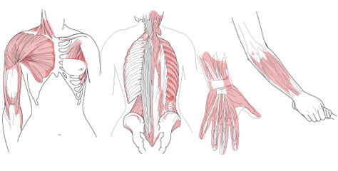 Medical Illustration